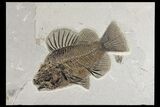 Fossil Fish (Priscacara) From Wyoming - Exceptional Specimen #163427-1